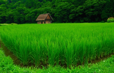 精神崩溃的老鼠的故事_益智故事精神崩溃的老鼠完整版简短